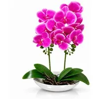 Kunstorchidee PASCH® Orchidee künstlich wie echt in Hochglanz-Keramiktopf Orchidee, PASCH, Hochglanz Keramiktopf