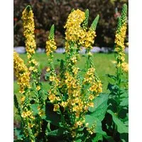 Pflanzen für Dich Staude Verbascum chaixii Sixteen Candles, 1 St., Königskerze