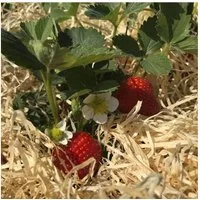 Boxolutions Gemüsedünger Holzwolle für Erdbeeren 2 Kg - Gemüseholzwolle Natur unbehandelt