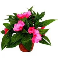 Exotenherz Beetpflanze Edel-Lieschen Impatiens Neu-Guinea ver. Farben 3er Set im 12cm Topf