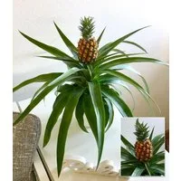BALDUR Garten Zimmerpflanze Ananaspflanze 'Corona', 1 St., Zimmerpflanze