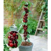 BALDUR Garten Süßkirschenbaum Säulen-Kirsche 'Stella', 2 St., Selbstbefruchtend, winterhart, mehrjährig, pflegeleicht, robust