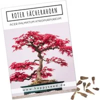 HappySeed Blumensamen Außergewöhnliche Bonsai Samen mit hoher Keimrate - Roter Fächerahorn, Bonsaifähig