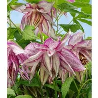 BALDUR Garten Zierstrauch Clematis 'Pink Surprise®', 1 St., Schmetterlinge, winterhart, mehrjährig, reichblühend