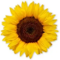 younikat Aufkleber younikat Aufkleber Sonnenblume, 10 cm, selbstklebende Folie I dv1510