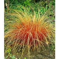 BALDUR Garten Gräser Carex 'Bronze Reflection', 3 St., Ziergras, winterhart, mehrjährig, pflegeleicht