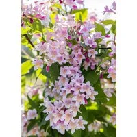 Garten von Ehren Zierstrauch Kolkwitzia amabilis Containerware 60-100 cm hoch