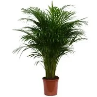 meinvipshop Zimmerpflanze Goldfruchtpalme Dypsis lutescens XXL 85cm