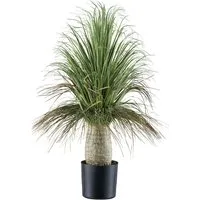 Kunstpflanze Elefantenfuß Beaucarnea, Creativ green, Höhe 30 cm, mit zahlreichen Blättern