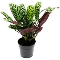 Exotenherz Zimmerpflanze Schattenpflanze tolles Blattmuster Ctenanthe burle-marxii Marante 14cm