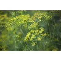 Pflanzen für Dich Staude Anethum graveolens, 1 St., Dill, Gurkenkraut, Kapernkraut