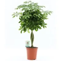 meinvipshop Zimmerpflanze Schefflera arboricola geflochtene Stamm
