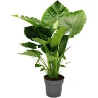 Exotenherz Zimmerpflanze Alocasia gageana California 21cm Solitärpflanze Pfeilblatt Höhe 85cm
