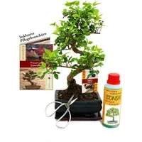 Exotenherz Zimmerpflanze Geschenkset Bonsai Chinesischer Liguster ca. 6 Jahre alt Anfänger-Set