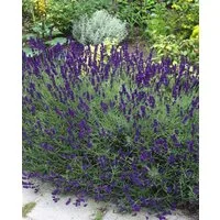 Pflanzen für Dich Staude Lavandula ang. Siesta, 1 St., Lavendel, Echter Lavendel