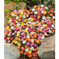 BALDUR Garten Bodendecker Winterharte Eisblumen 'Wheels of Wonder®' 4er Farbmix, 16 St., Mittagsblume, reichblühend,winterhart, mehrjährig, pflegeleicht