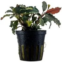 Aquaone Wasserpflanze Aquariumpflanze Bucephalandra brownie 'Ghost Ulu Kapus' Nr.339G