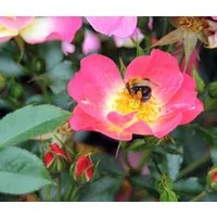 Dehner Rose Bodendeckerrose Bienenweide® Bicolor, 15-30 cm, zweifarbige pink-gelbe Blüten, insektenfreundlich, Züchter Tantau