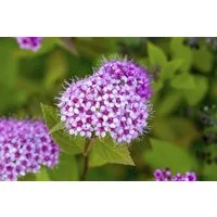 Pflanzen für Dich Gehölze Spiraea jap. Froebelii, 1 St., Japanische Spiere, Rote Sommerspiere
