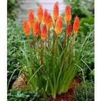BALDUR Garten Staude Kniphofia 'Alcazar', 1 St., Fackellilie, immergrün, winterhart, mehrjährig, dauerblüher