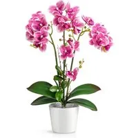 Kunstorchidee PASCH® Orchidee künstlich wie echt (46cm) in Hochglanz-Keramiktopf Orchidee, PASCH, Real Touch