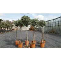 gruenwaren jakubik Olivenbaum Olivenbaum Olive 160 - 180 cm Hochstamm, beste Qualität, winterhart