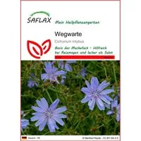 SAFLAX Blumensamen SAFLAX - Samen - Wegwarte
