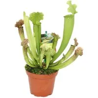 Exotenherz Zimmerpflanze Schlauchpflanze - Sarracenia - Überraschungssorte - 9cm Topf