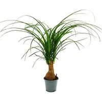 Exotenherz Zimmerpflanze Kleiner Elefantenfuss Beaucarnea recurvata Nolina 12cm Topf