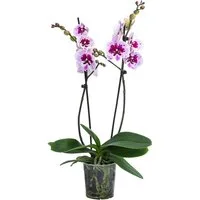 Dehner Zimmerpflanze Schmetterlingsorchidee Aladdin, pink-weiße Blüten, 40-50 cm, Phalaenopsis cultivars, pflegeleichte Blühpflanze, zweitriebig