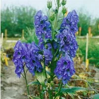 Pflanzen für Dich Staude Aconitum carmichaelii Arendsii, 1 St., Herbst-Eisenhut, Chinesischer Eisenhut