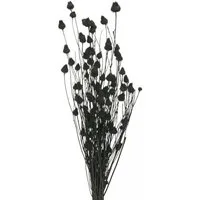 Trockenblume Schwarze Trockenblumen Trockendistel Deko Erdbeerdistel 100g, Viana, Höhe 65 cm