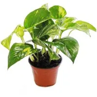 Exotenherz Zimmerpflanze Efeutute - Scindapsus - Epipremnum - 12cm Topf - Zimmerpflanze