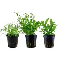 Aquaone Wasserpflanze Pflanzen Set mit 3 einfachen kleinen Wasserpflanzen Nr.108