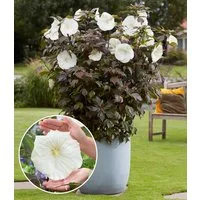 BALDUR Garten Staude Hibiskus 'Carousel Ghost®', 1 St., Blütenpracht, winterhart, mehrjährig, pflegeleicht