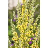 Pflanzen für Dich Staude Verbascum nigrum, 1 St., Schwarze Königskerze, Schwarze Wollblume
