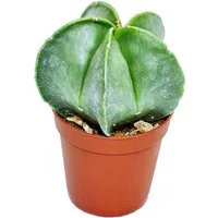 Exotenherz Kaktus Astrophytum myriostigma - Bischofsmütze - im 5,5cm Topf