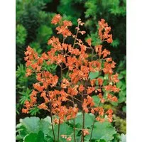 Pflanzen für Dich Staude Heuchera sang. Leuchtkäfer, 1 St., Purpurglöckchen, Rotes Purpurglöckchen