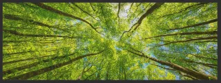 Läufer Wald 10185 | Größe: 75 cm x 120 cm