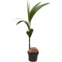 Exotenherz Zimmerpflanze Kokospalme Cocos nucifera m. echter Kokosnuss 19cm Topf ca. 100cm hoch