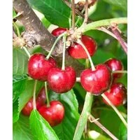 Pflanzen für Dich Obstpflanze Prunus avium Burlat, 1 St., Süßkirsche, Burlat-Kirsche, frühreifend, süßfruchtig