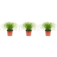 Flowerbox Zimmerpflanze 3er-Set Echtes Katzengras - Cyperus alternifolius "Zumula", - Höhe ca. 30 cm, Topf-Ø 12 cm
