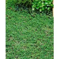 Pflanzen für Dich Bodendecker Cotoneaster dammeri Frieders Evergreen, 1 St., Kriechmispel, Teppichmispel, immergrün, bodendecker