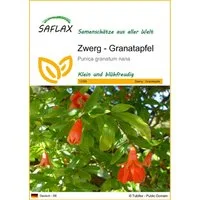 SAFLAX Blumensamen SAFLAX - Samen - Zwerg - Granatapfel