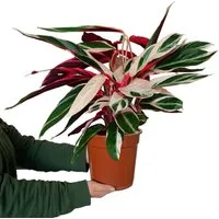 Green Me Up Zimmerpflanze Calathea Triostar No.19, im 19 cm Topf, 50–60 cm hoch, Calathea Stromanthe, ungiftige Zimmerpflanze