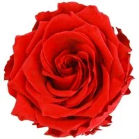 Kunstblume Echte Infinity Rosen Rot Ø8,5cm 4 St. Premium Dekor, 4 Stück, Florists Products, Höhe 5.5 cm