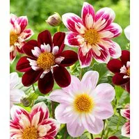 BALDUR Garten Blumenzwiebeln Dahlien-Mix 'Favourite Ballet', Sommerblüher, bienenfreundlich, pflegeleicht