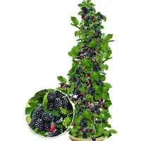 BALDUR Garten Obstpflanze Säulen-Brombeere Navaho® 'Big&Early', 1 St., Selbstbefruchtend, ertragreich, pflegeleicht