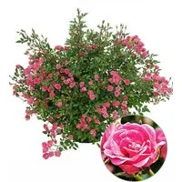 BALDUR Garten Rose Lilly Rose® 'Wonder5', 1 St., Gefüllt-blühend, winterhart, mehrjährig, pflegeleicht, robust