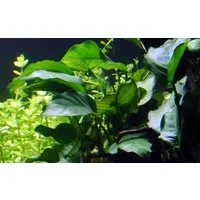 Aquaone Wasserpflanze Aquarium Pflanze Anubias barteri var barteri Topf Nr.301A